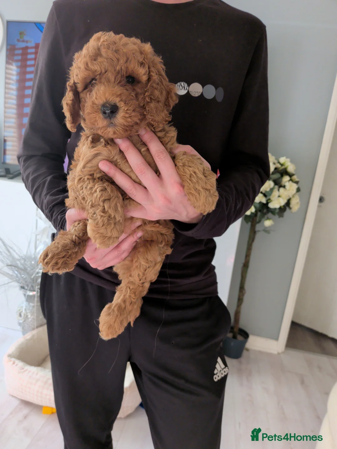 Labradoodle dogs for sale: Beautiful Labradoodle medium size  - Advert 2