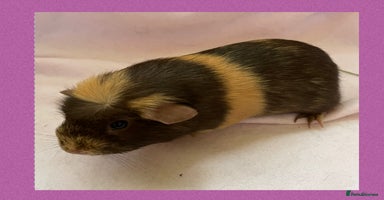 Guinea Pig rodents - Advert 15