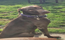 German Shorthaired Pointer dogs for adoption: Bobby is ready for his forever family!  - Image 10