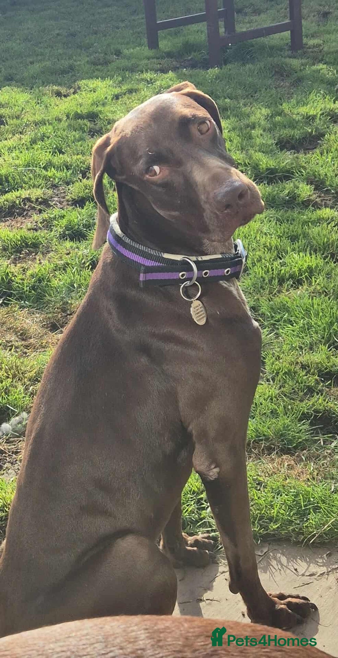 German Shorthaired Pointer dogs for adoption: Bobby is ready for his forever family!  - Image 10