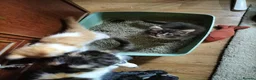 Norwegian Forest Cat cats for sale: OUTGOING FLUFFY DOG & HOOVER PROOF NORWEGIAN X  - Advert 5