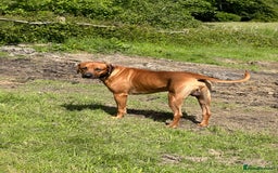 Rhodesian Ridgeback dogs for sale: Rocco and Roman  - Image 5