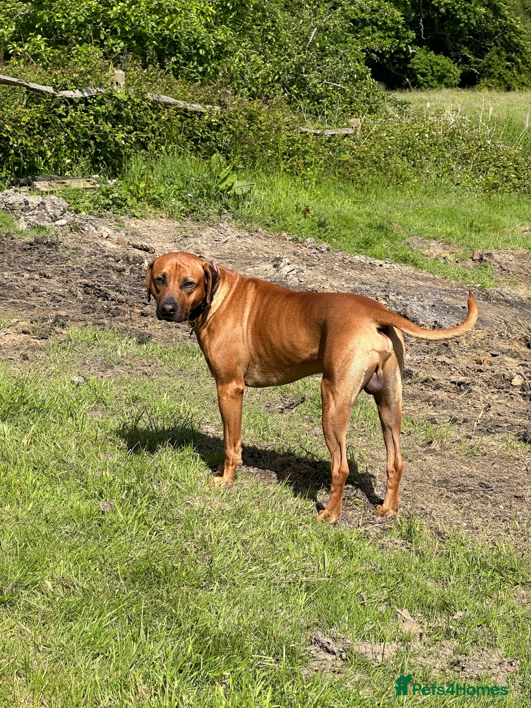 Rhodesian Ridgeback dogs for sale: Rocco and Roman  - Image 5