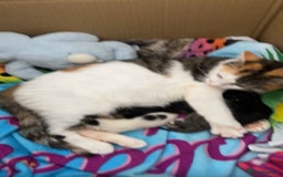 Mixed Breed cats for sale: Two female kittens that need a new home (together) - Advert 5