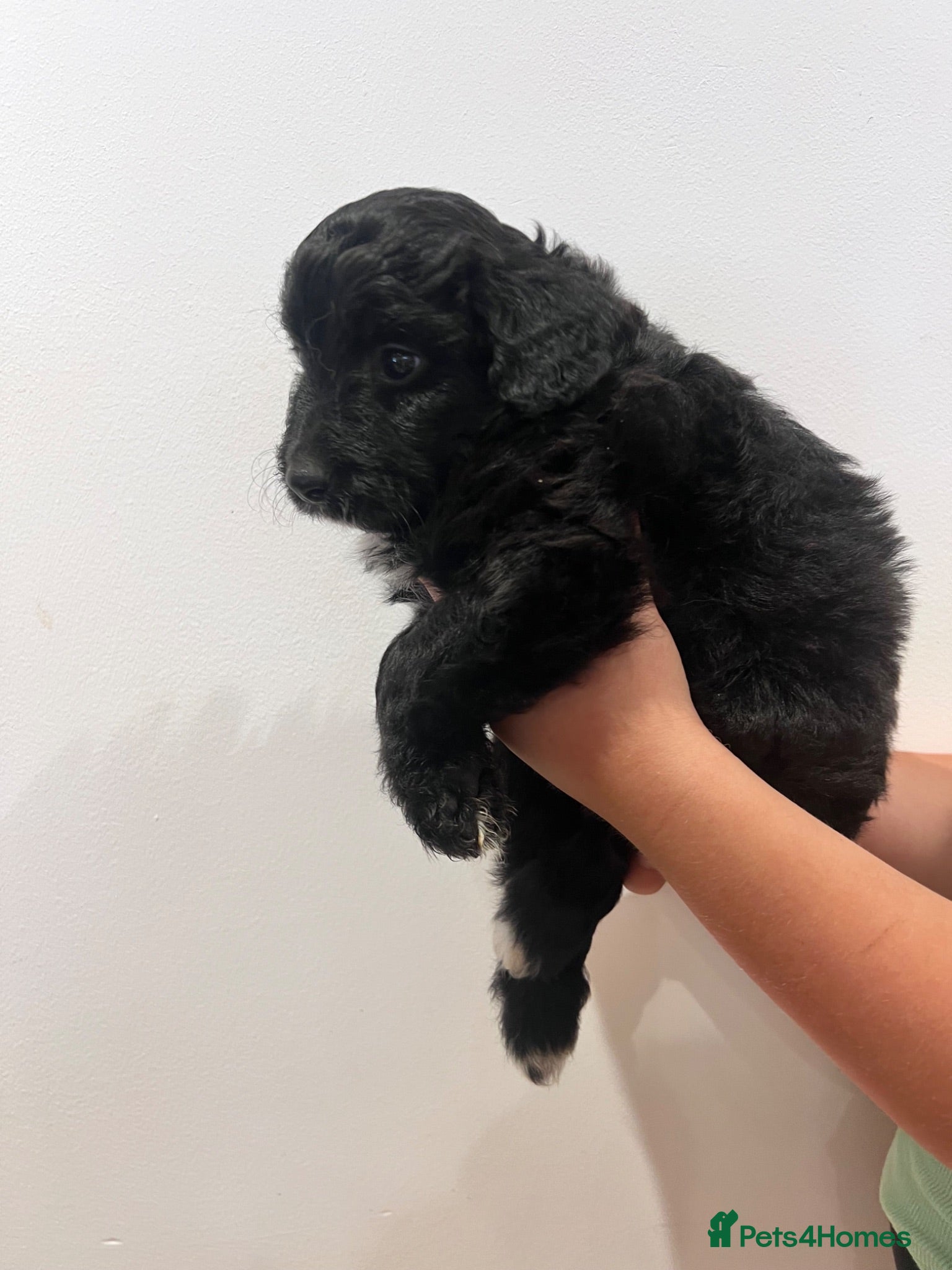 Mixed Breed dogs Lassie/Border Collie X Miniature Poodle - Advert 2