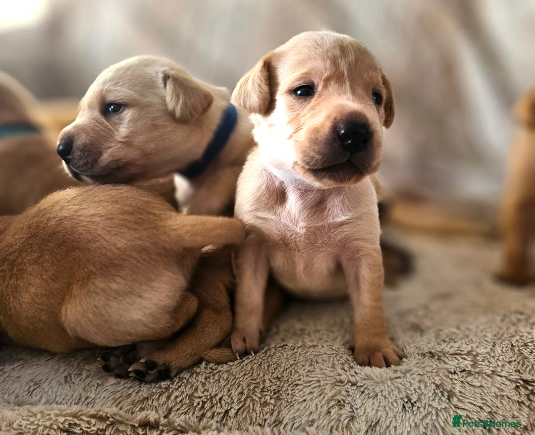Labrador Retriever dogs for sale: KC Registered Labrador Puppies – Family Raised - Advert 13