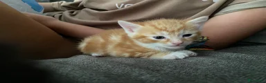 Mixed Breed 1