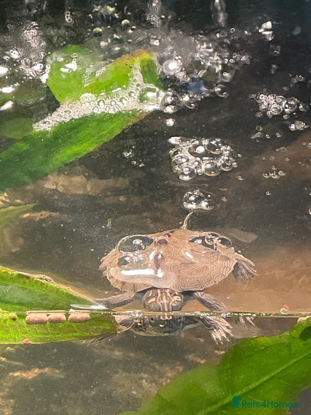 Turtle reptiles for sale: 2 young mississippi map turtles - Advert 13