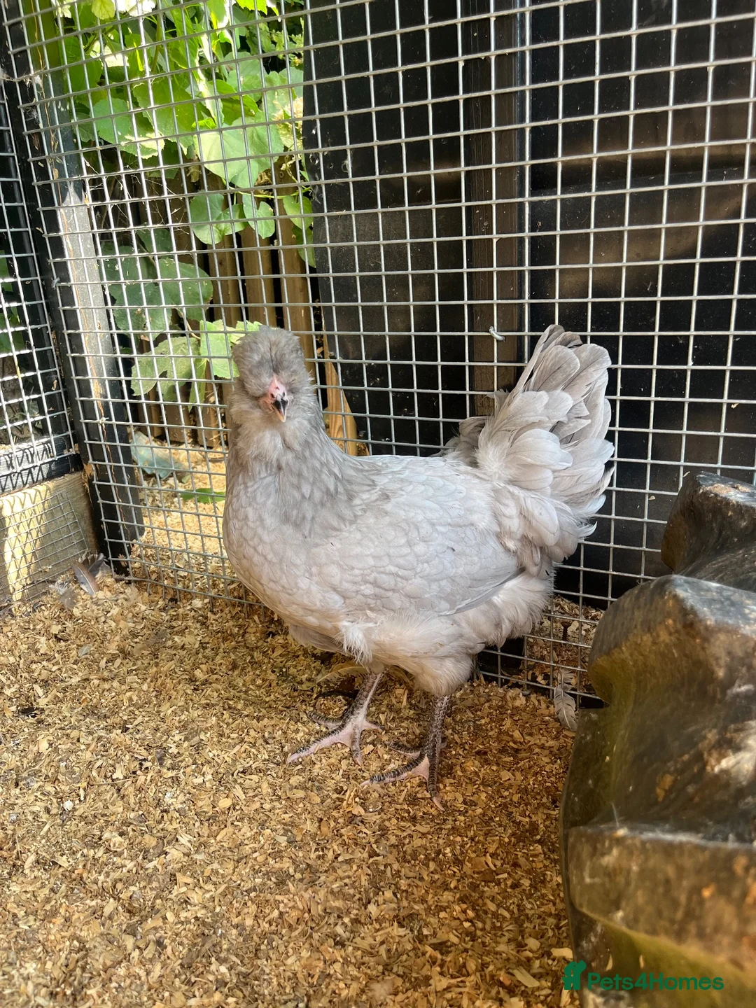 Chickens poultry for sale: Chickens - Laying Hens - POL Chicken  - Advert 2