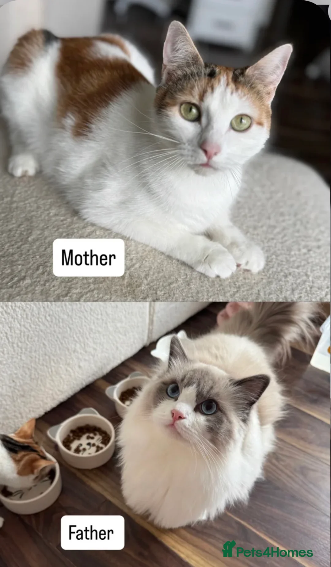 Mixed Breed cats for sale: Beautiful Ragdoll x Calico Kitten - Advert 5