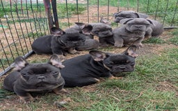 French Bulldog dogs for sale: French bulldog puppies!!! - Image 16