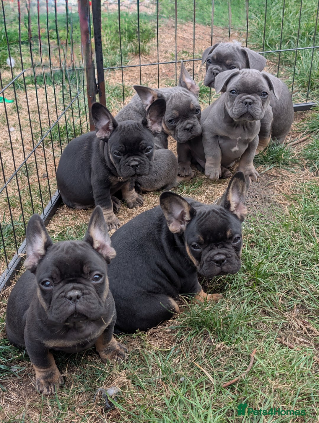 French Bulldog dogs for sale: French bulldog puppies!!! - Image 16