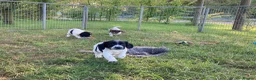 Sprocker dogs for sale: Sprocker Spaniel puppies  - Advert 4