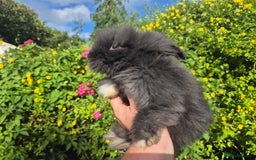 Angora rabbits for sale: 😍Large Angora babies- parents imported from 🇫🇷  - Image 4