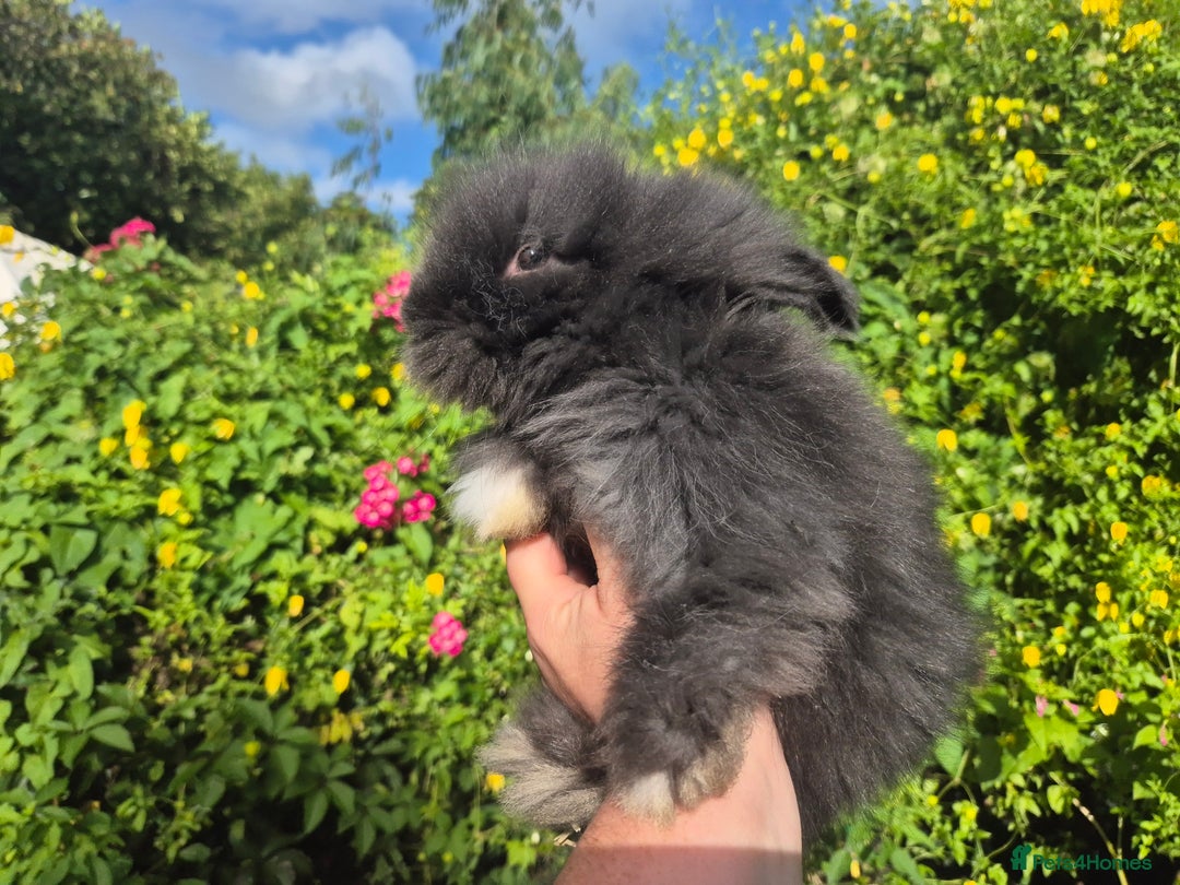 Angora rabbits for sale: 😍Large Angora babies- parents imported from 🇫🇷  - Image 4