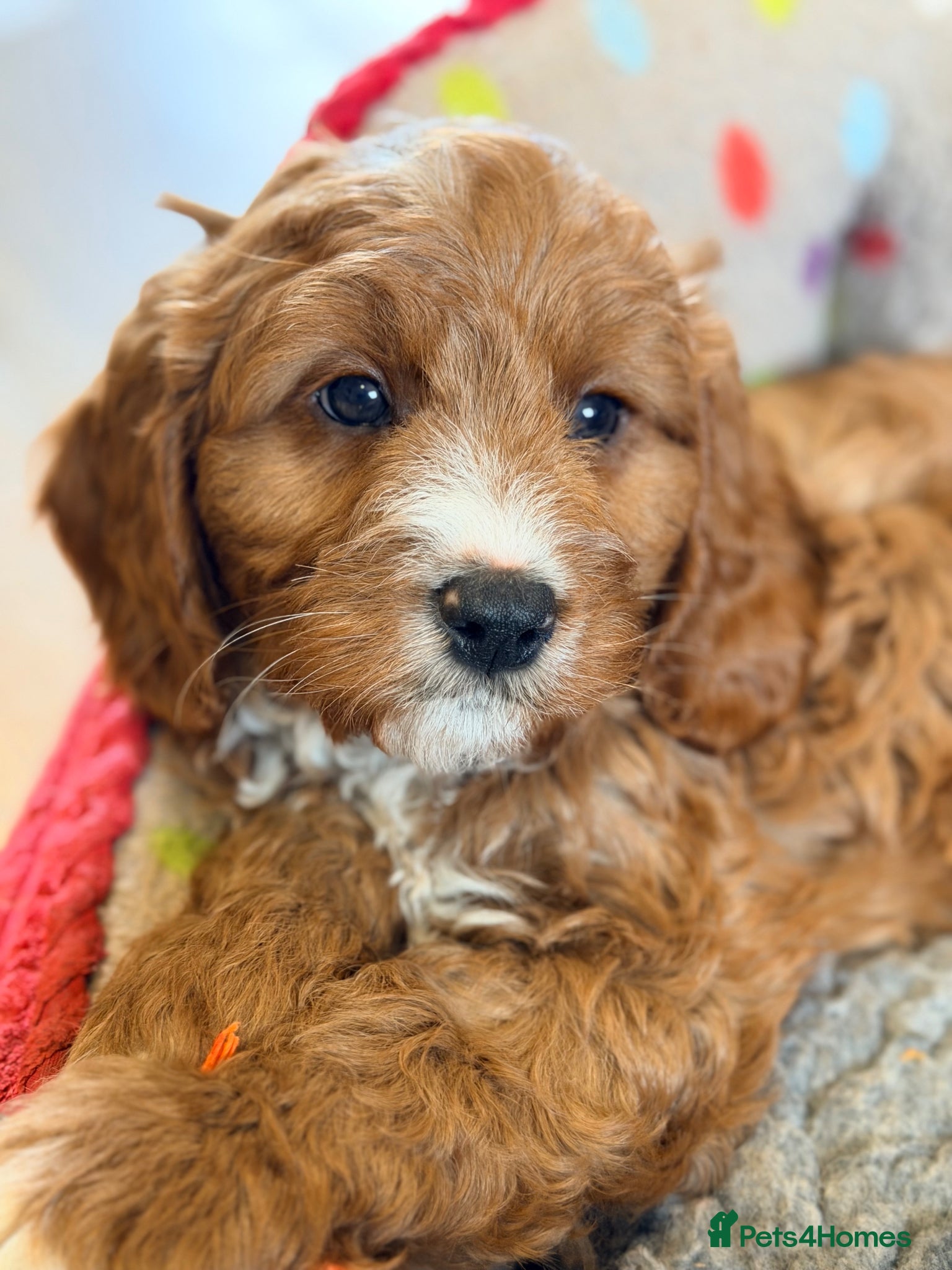 Cavapoo dogs Extensively health tested F1 Toy Cavapoo Puppy - Advert 2