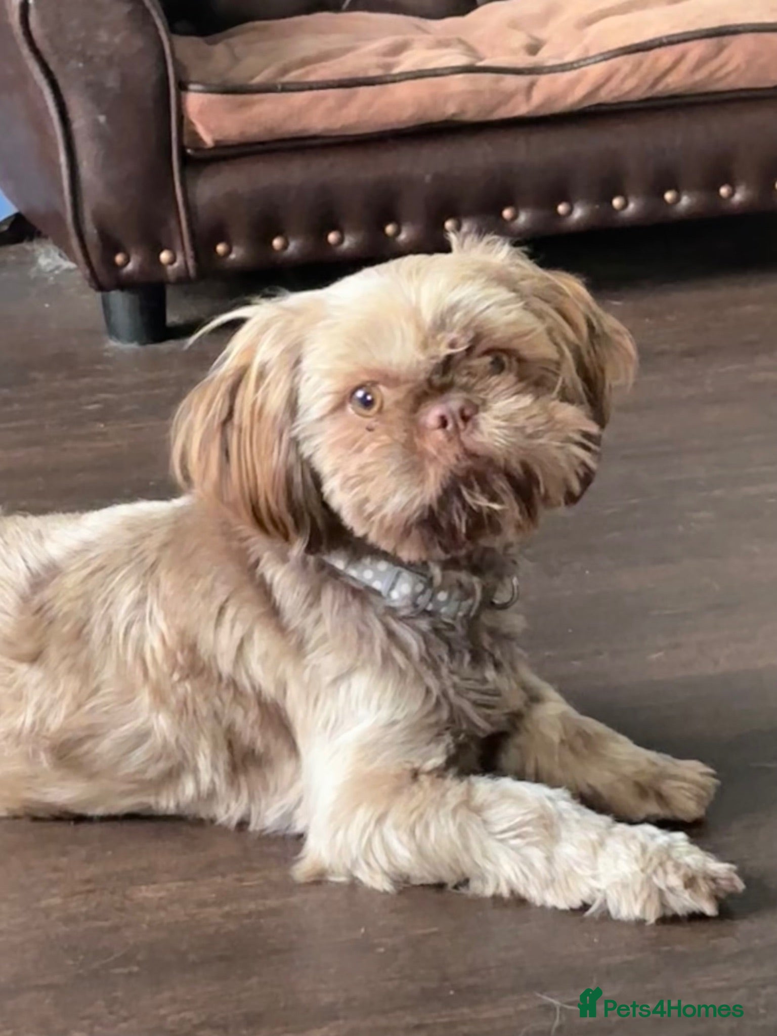 Shih Tzu dogs Chocolate Shih Tzu girl  - Advert 6