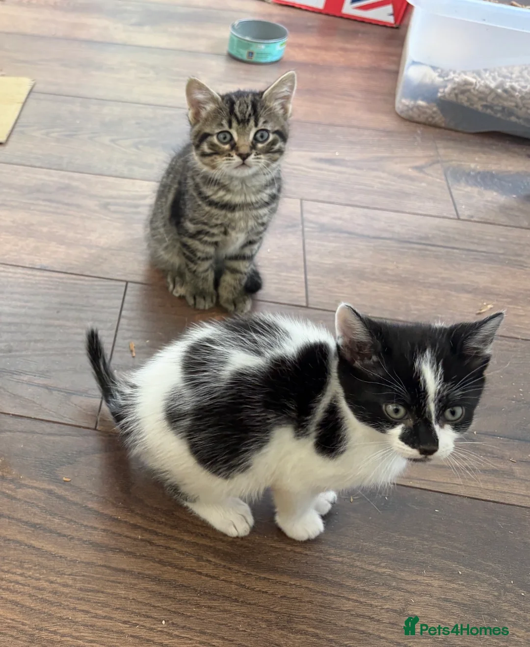 Mixed Breed cats for sale: Male Kitten available - Advert 7