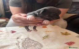 Chihuahua dogs for sale: Chihuahua puppies - Image 2