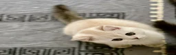 Scottish Fold cats for sale: SCOTISH STRAIGHT FEMALS KITTENS - Advert 3