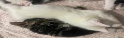American Shorthair cats for sale: Kitten’s  - Advert 8