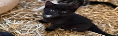 British Shorthair Kitten 8