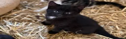 British Shorthair cats for sale: Kittens British shorthair x ragdoll  in Petersfield - Advert 8