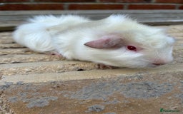Guinea Pig rodents for sale: Female guinea pigs  - Image 3