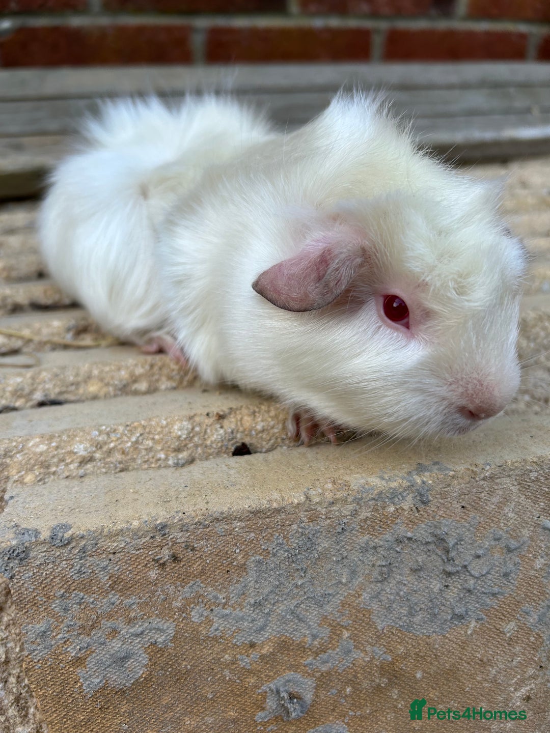 Guinea Pig rodents for sale: Female guinea pigs  - Image 3
