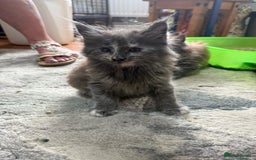 Maine Coon cats for sale: Last 2 Maine coon kittens  - Image 12