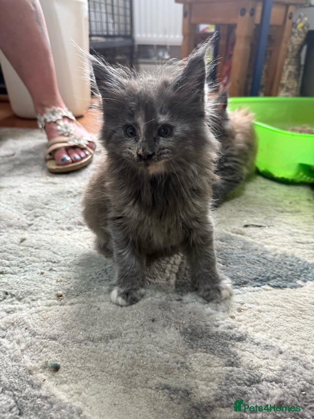 Maine Coon cats for sale: Last 2 Maine coon kittens  - Image 12