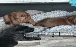 Labrador Retriever dogs for sale: 1 beautiful KC chunky show chocolate boy 4 wks - Image 10