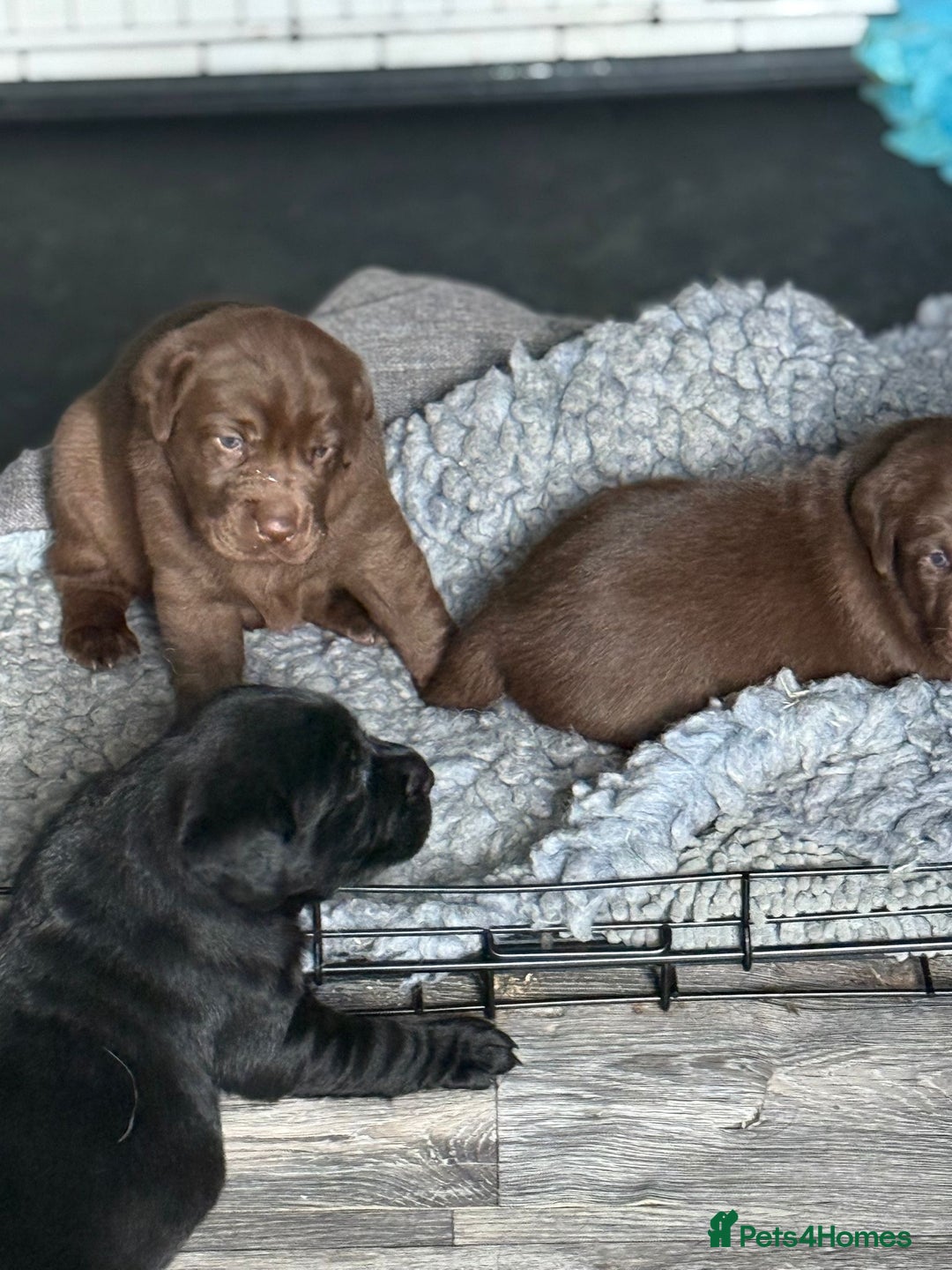 Labrador Retriever dogs for sale: 1 beautiful KC chunky show chocolate boy 4 wks - Image 10