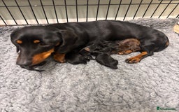 Miniature Dachshund dogs for sale: Miniature dachshund puppies - Advert 14