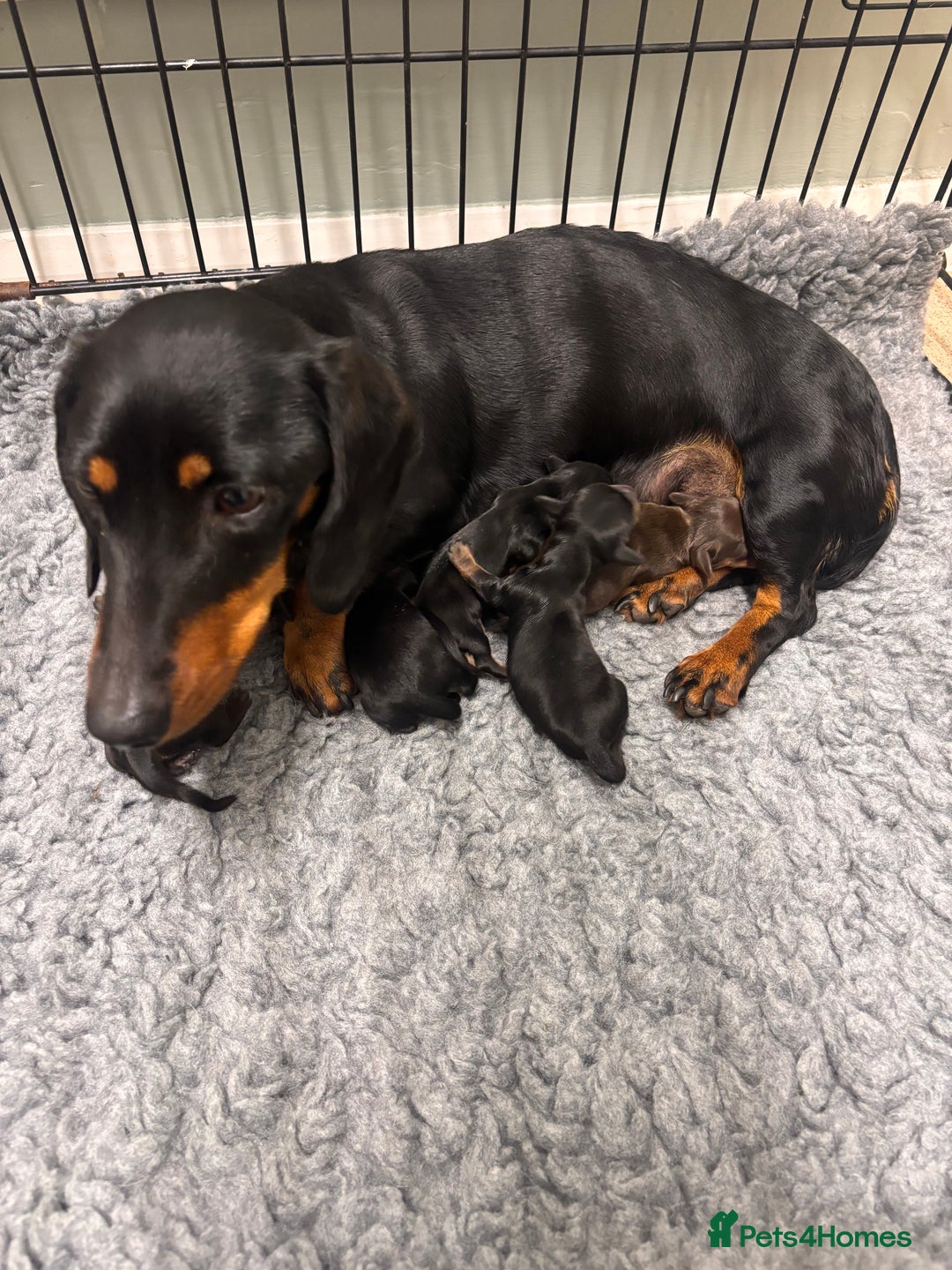 Miniature Dachshund dogs for sale: Miniature dachshund puppies - Advert 14