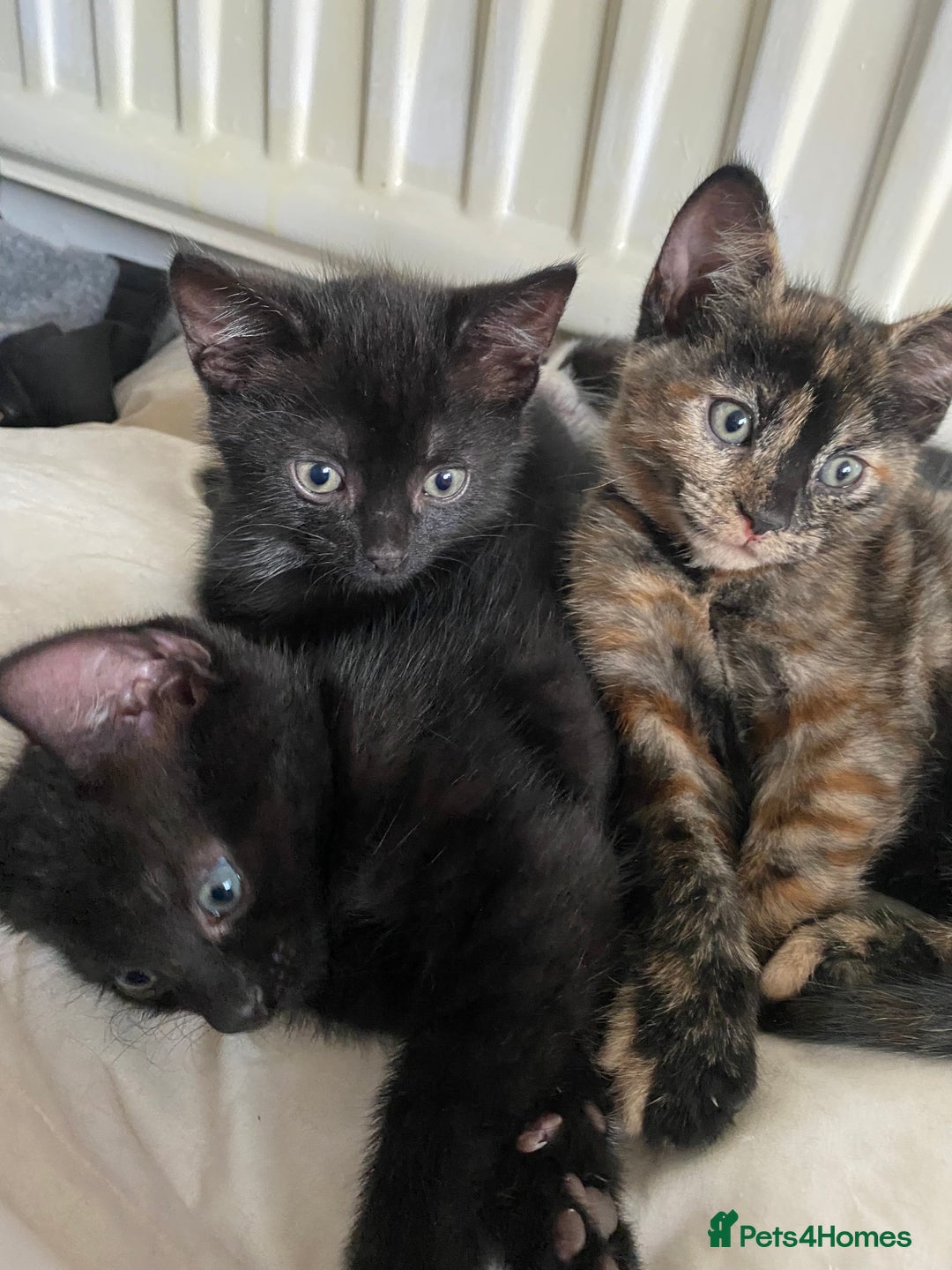 Mixed Breed cats for sale: 3 beautiful kittens for sale ready Friday 24/10 - Image 3