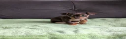 Mixed Breed dogs for sale: Miniature Pinscher x Russian Toy Terrier Puppies - Advert 13