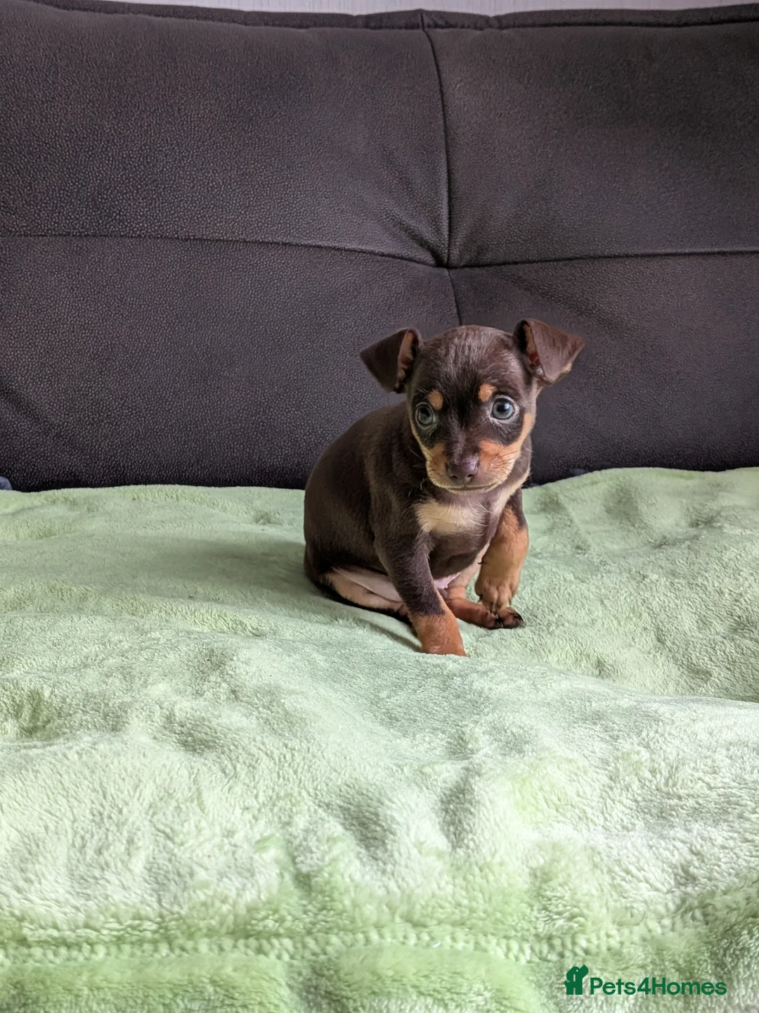 Mixed Breed dogs for sale: Miniature Pinscher x Russian Toy Terrier Puppies - Advert 13
