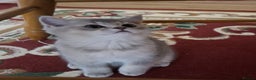 British Shorthair cats for sale: Female British shorthair female  - Advert 6