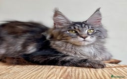 Maine Coon cats for sale: Beautiful pure bread Maine Coon kittens - Image 15