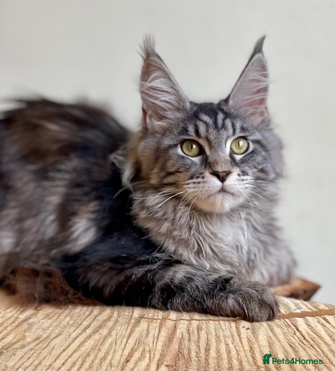 Maine Coon cats for sale: Beautiful pure bread Maine Coon kittens - Image 15