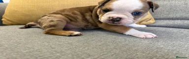English Bulldog Puppy 3