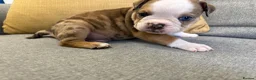 English Bulldog dogs for sale: English bulldogs !REDUCED PRICE! - Advert 20