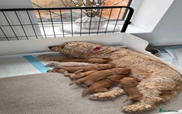 Cockapoo dogs for sale: Last Cockapoo boy  - Advert 6