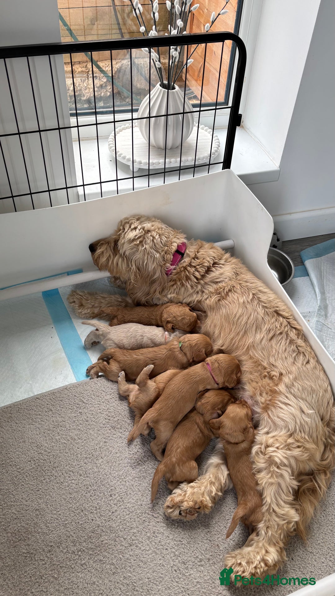 Cockapoo dogs for sale: Last Cockapoo boy  - Advert 6