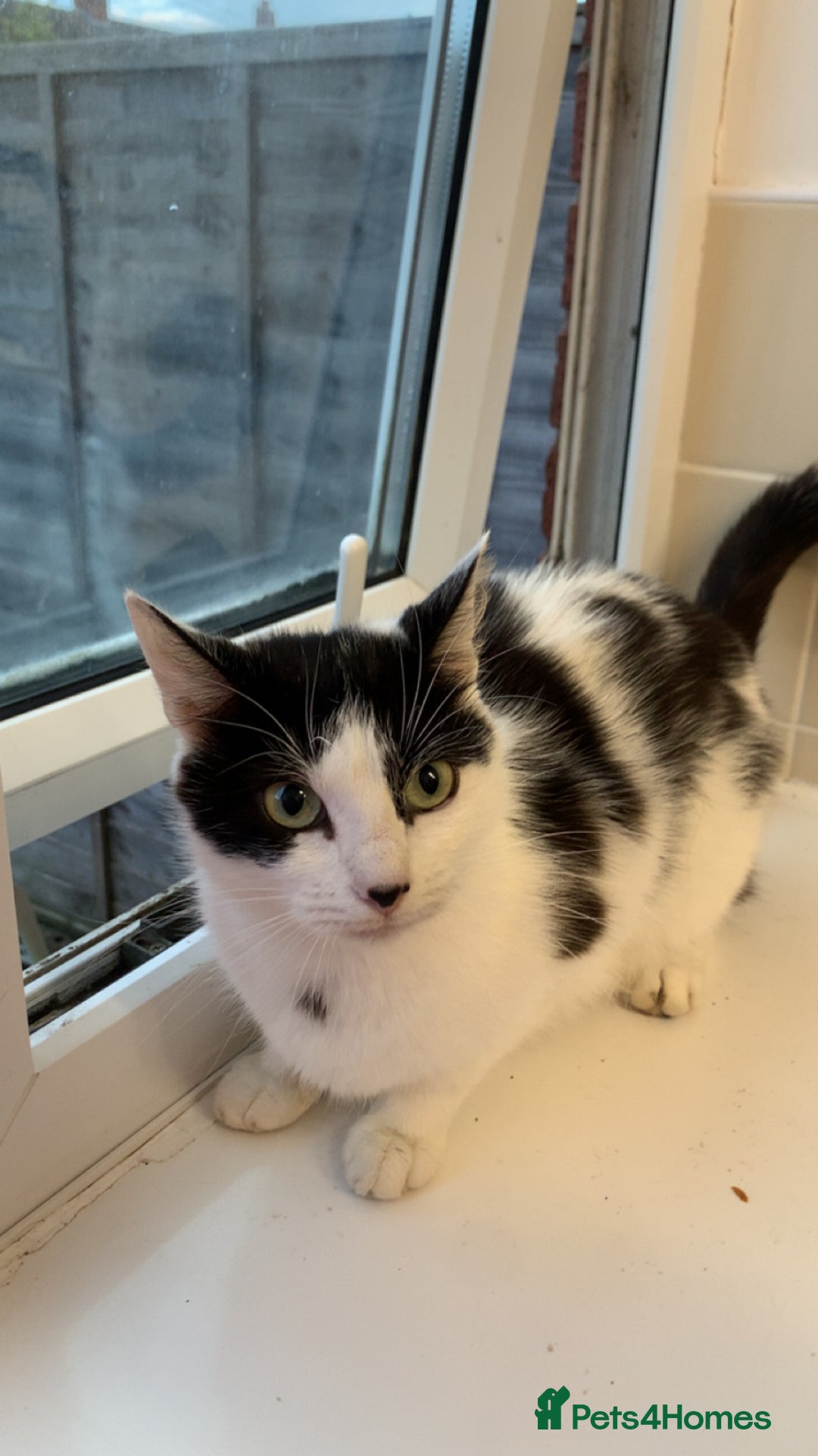 Mixed Breed cats for sale: 4 Cute Cuddly Kittens  - Image 5