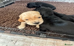 Sprocker dogs for sale: Cocker spaniel pups  - Image 21