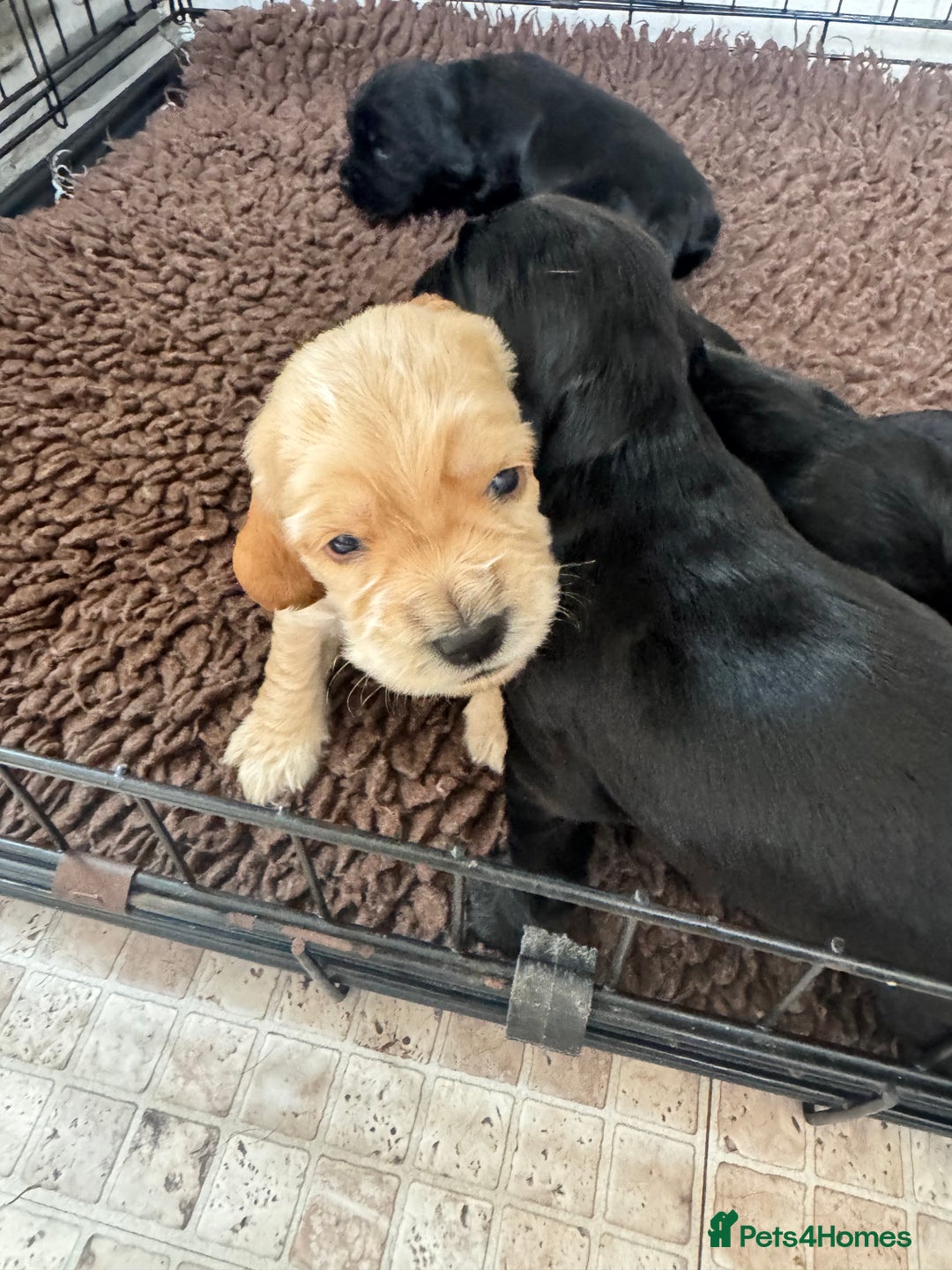 Sprocker dogs for sale: Cocker spaniel pups  - Image 21