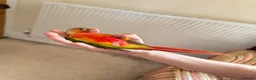 Conures birds for sale: Hand Reared Conures For Sale - Advert 1