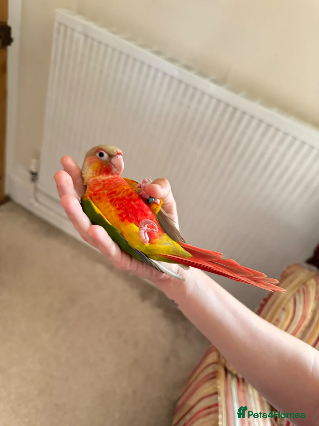 Conures birds for sale: Hand Reared Conures For Sale - Advert 1